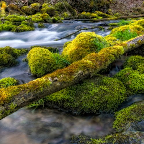 Landschaftsfotografie Moos